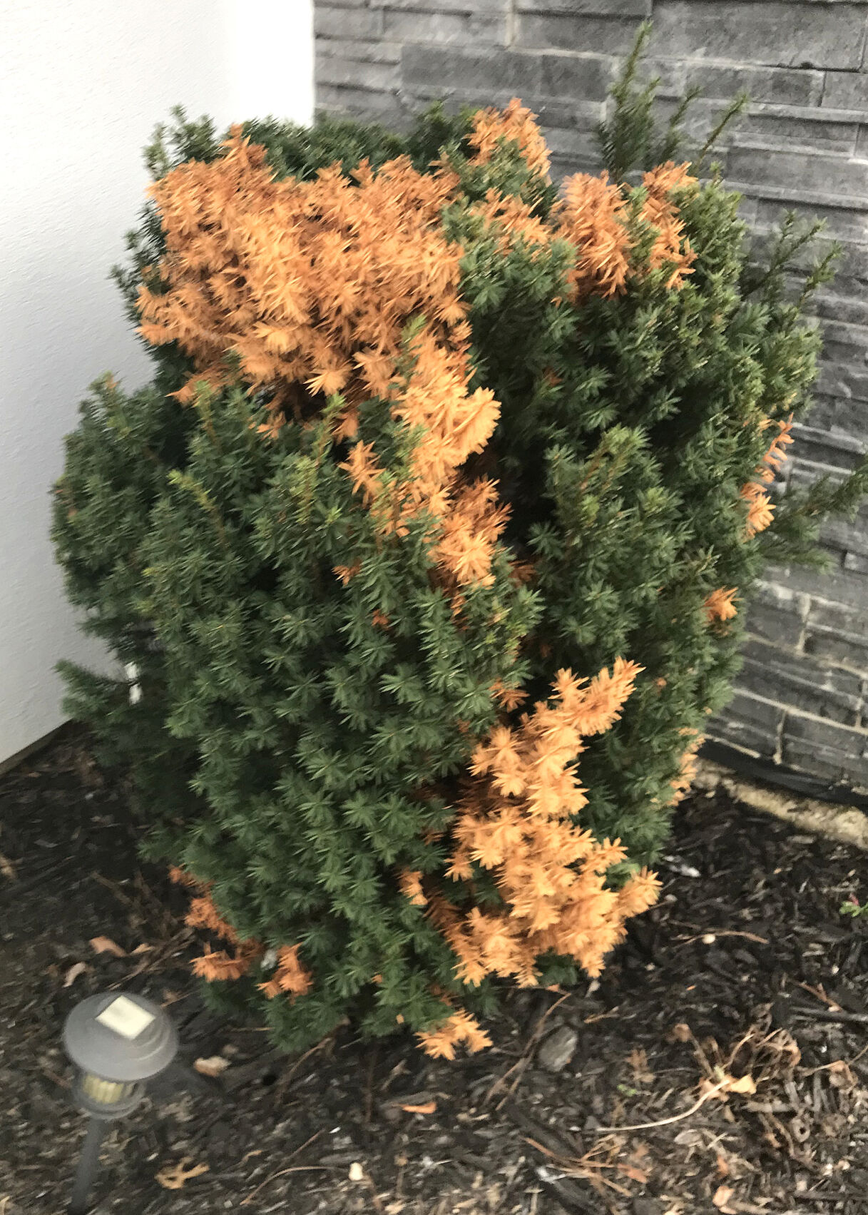 2.15.21 Hick's yew browning.jpg
